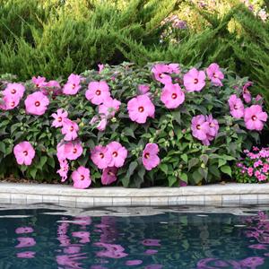 Shop Hardy Hibiscus