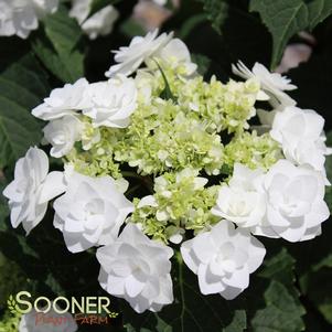 <em>Hydrangea</em> WEDDING GOWN™ HYDRANGEA: 