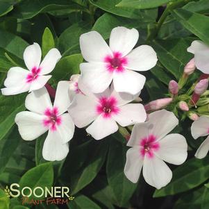 <em>Phlox</em> FLAME® WHITE EYE GARDEN PHLOX: 