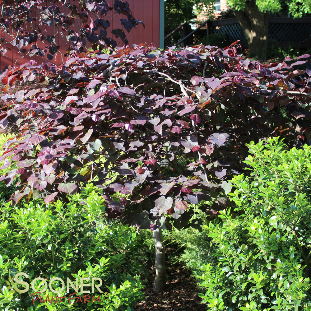 Training Your New Weeping Redbud Tree