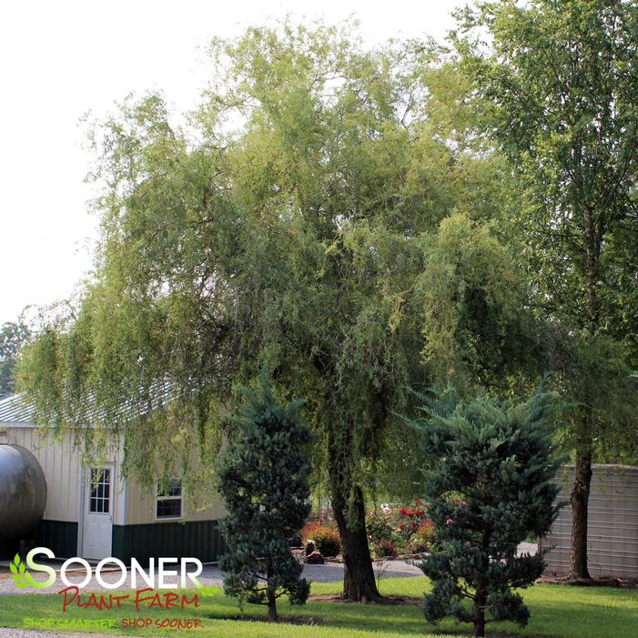 Image Property of Sooner Plant Farm, Inc.