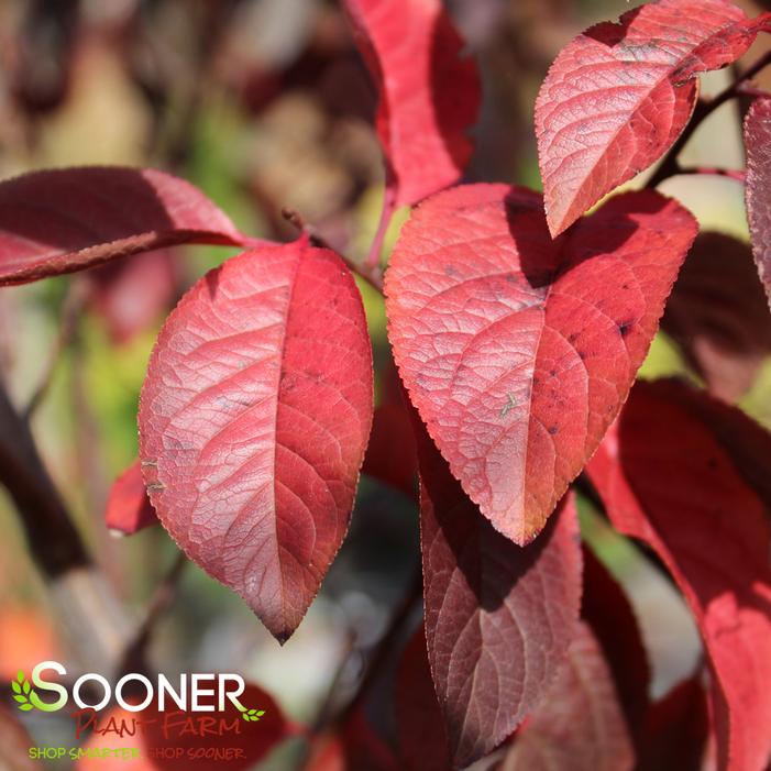 Fall Color - Image property of Sooner Plant Farm, Inc.