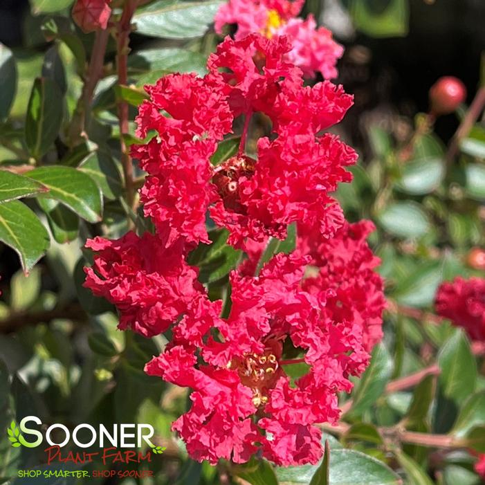 CHERRY DAZZLE® CRAPEMYRTLE