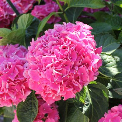 CITYLINE® VIENNA HYDRANGEA