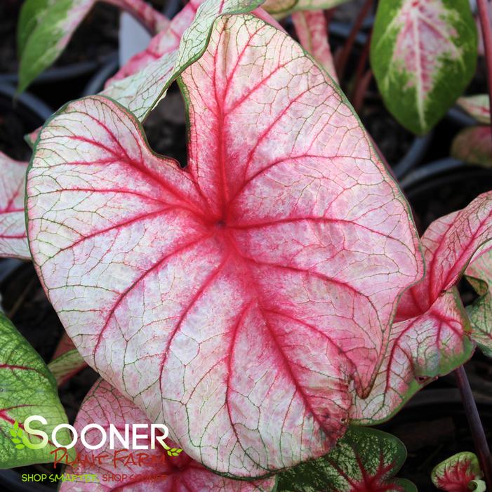 WHITE QUEEN CALADIUM