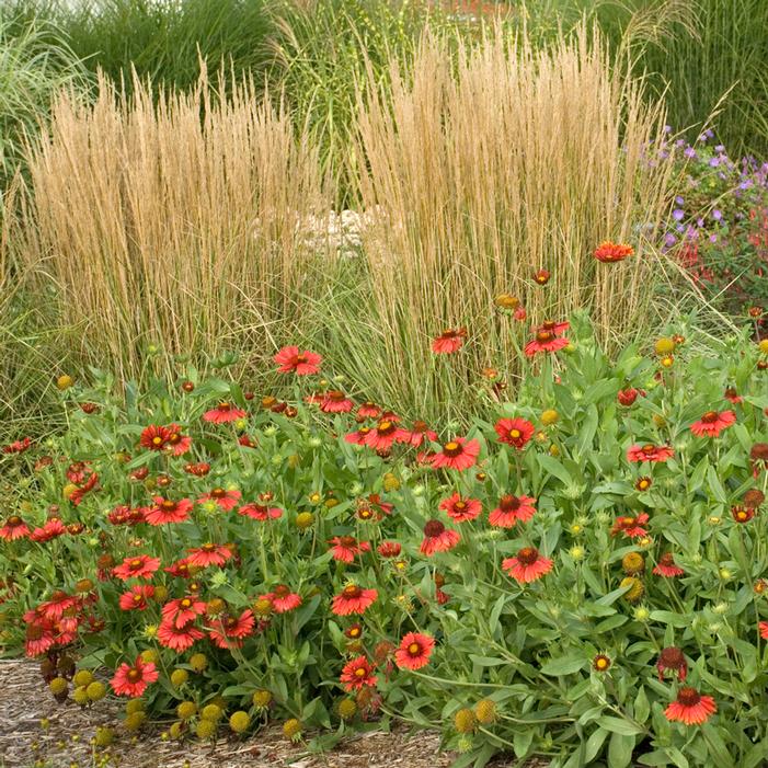 BURGUNDY BLANKET FLOWER