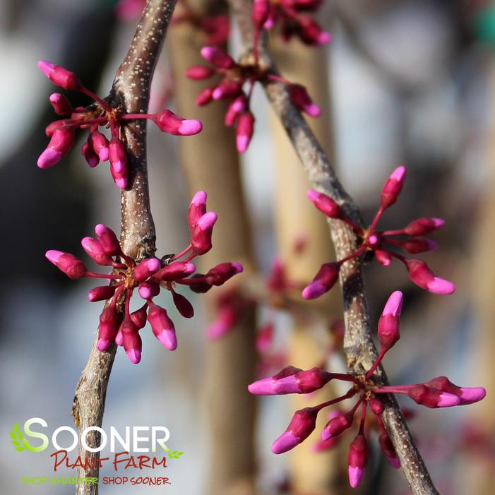 TRAVELLER WEEPING REDBUD