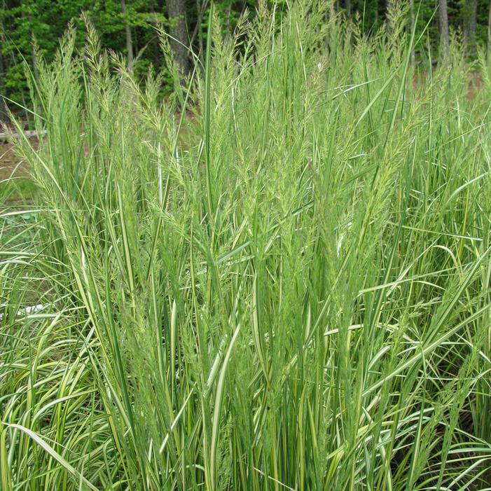 ELDORADO FEATHER REED GRASS