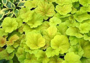 ELECTRIC LIME CORAL BELLS