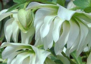 SPARKLING DIAMOND WINTER JEWELS™ LENTEN ROSE