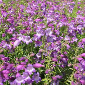 SHADOW MOUNTAIN® BEARDTONGUE