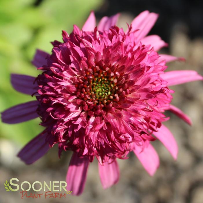 CRANBERRY CUPCAKE CONEFLOWER