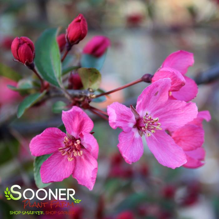 PRAIRIFIRE CRABAPPLE