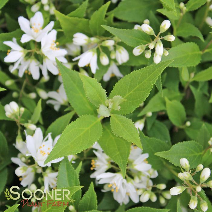 YUKI SNOWFLAKE® DEUTZIA