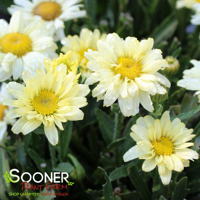 AMAZING DAISIES® BANANA CREAM SHASTA DAISY