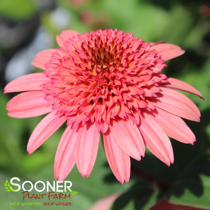 RASPBERRY TRUFFLE™ CONEFLOWER