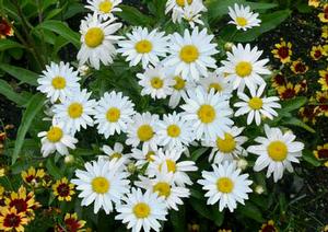 SNOWBOUND SHASTA DAISY