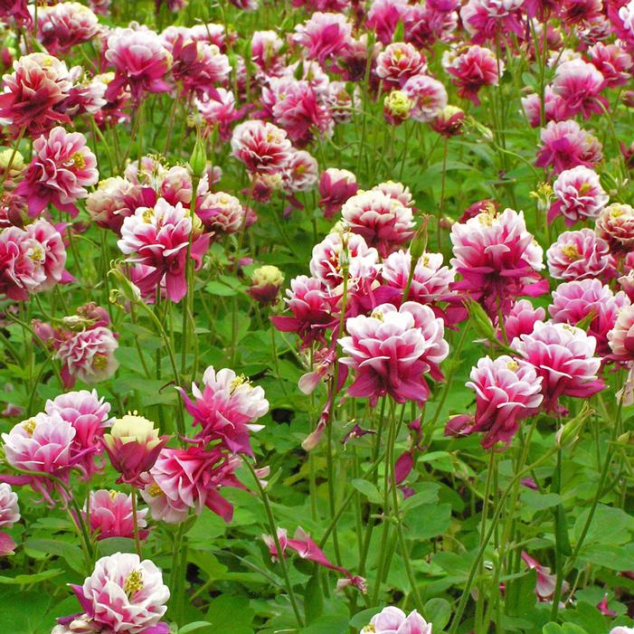 WINKY DOUBLE RED & WHITE COLUMBINE