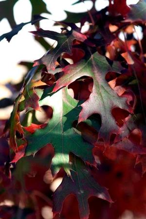 MAJESTIC SKIES™ NORTHERN PIN OAK