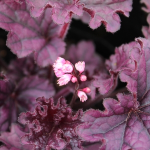 FOREVER PURPLE CORAL BELLS