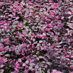 JAZZ HANDS VARIEGATED® LOROPETALUM