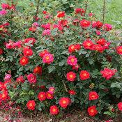 OSO EASY® URBAN LEGEND® ROSE