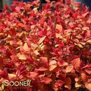 DOUBLE PLAY® CANDY CORN® SPIRAEA