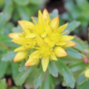 WEIHENSTEPHANER GOLD SEDUM