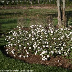 SPICE BABY™ KOREAN SPICE VIBURNUM