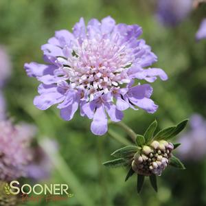 BUTTERFLY BLUE PINCUSHION FLOWER