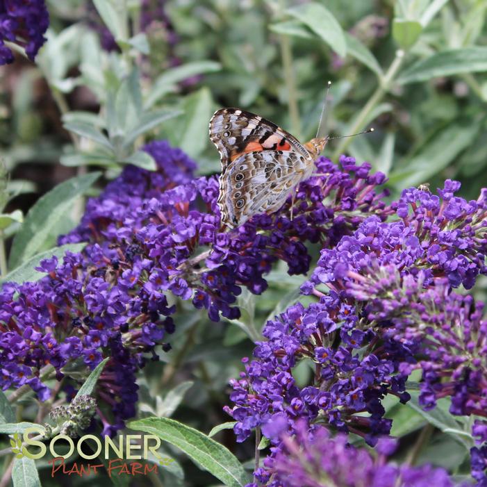 BUZZ® MIDNIGHT BUTTERFLY BUSH