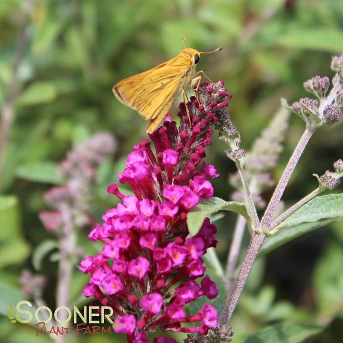 BUZZ® VELVET BUTTERFLY BUSH