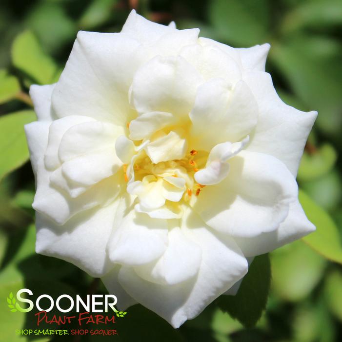 WHITE DRIFT® ROSE