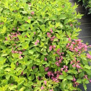 SNIPPET LIME® WEIGELA