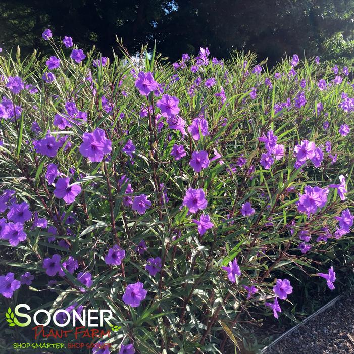 PURPLE SHOWERS MEXICAN PETUNIA