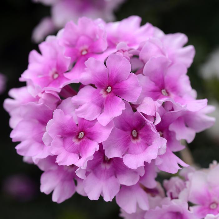 ENDURASCAPE™ PINK BICOLOR VERBENA