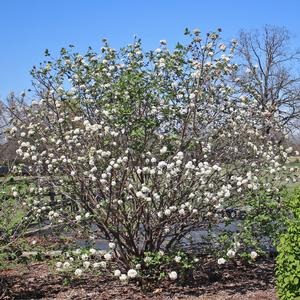 KOREAN SPICE VIBURNUM