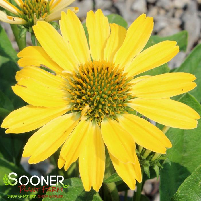 COLOR CODED® YELLOW MY DARLING CONEFLOWER
