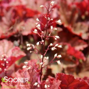 PRIMO® PEACHBERRY ICE CORAL BELLS