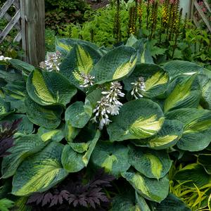 SHADOWLAND® HUDSON BAY HOSTA