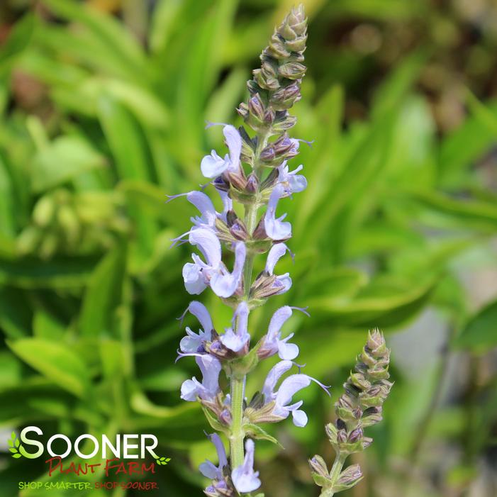 COLOR SPIRES® CRYSTAL BLUE MEADOW SAGE