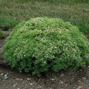 ROCK 'N ROUND™ BUNDLE OF JOY SEDUM