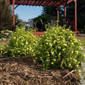 LEMON MERINGUE™ POTENTILLA