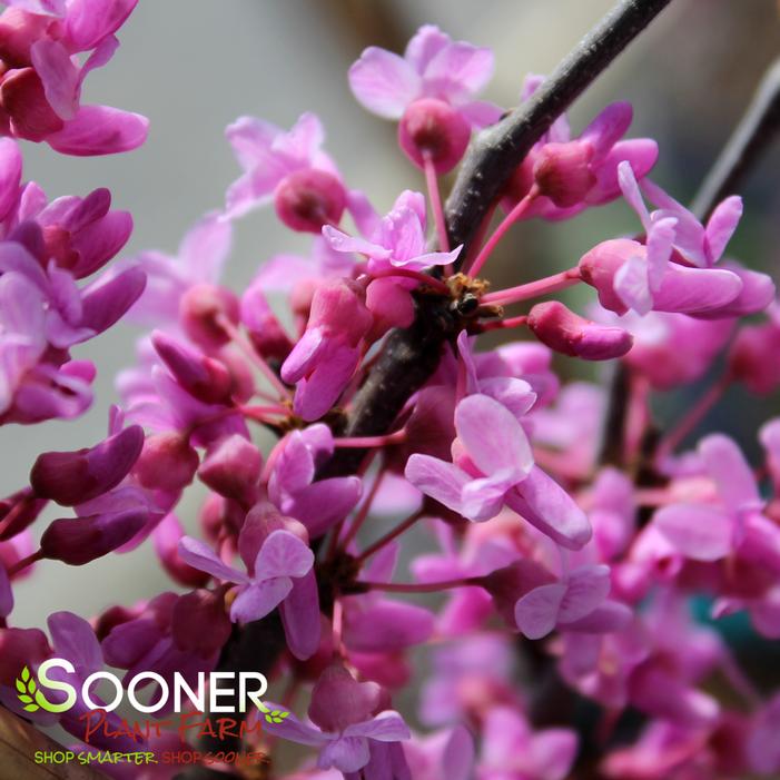 ALLEY CAT VARIEGATED REDBUD