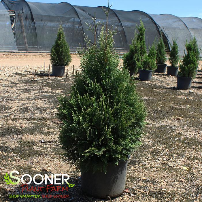 EMERALD TEARDROP™ ARBORVITAE