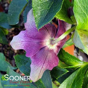 NORTH STAR™ PLUM LENTEN ROSE