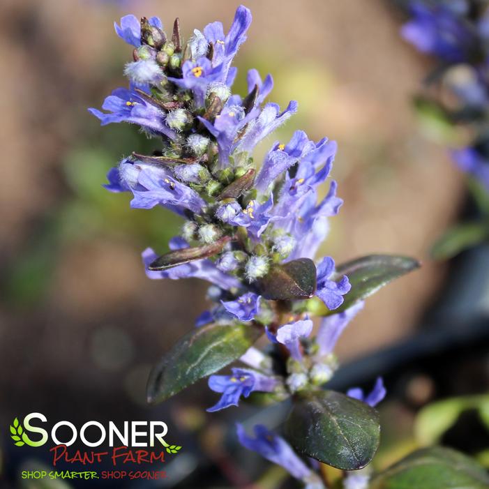 CHOCOLATE CHIP AJUGA