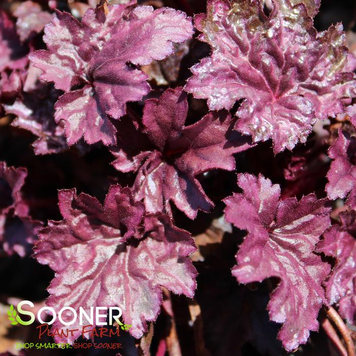 PINK PANTHER CORAL BELLS