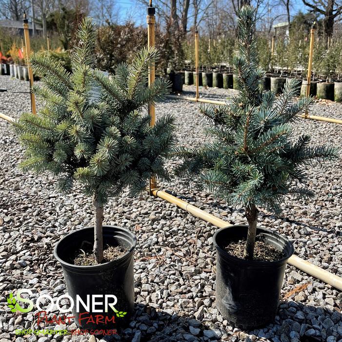 DWARF GLOBE BLUE SPRUCE PATIO TREE