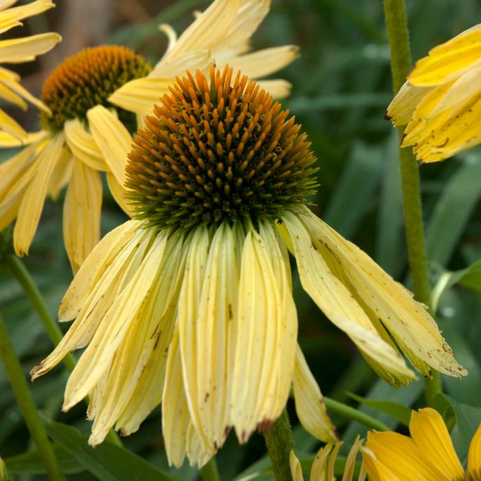 BIG SKY™ HARVEST MOON CONEFLOWER